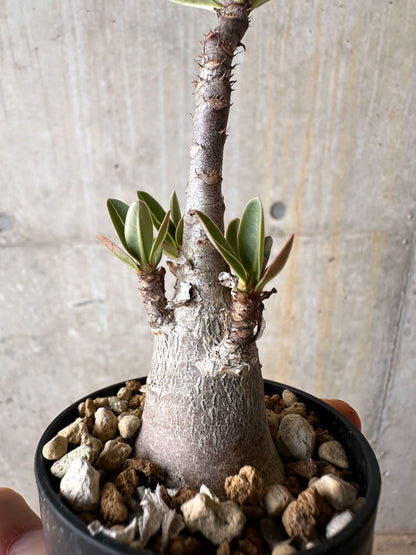 【現品限り】アデニウム・アラビカム【I6】 Adenium arabicum