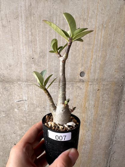 【現品限り】アデニウム・アラビカム【I7】 Adenium arabicum