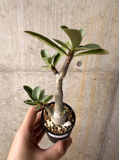 【現品限り】アデニウム・アラビカム【I7】 Adenium arabicum
