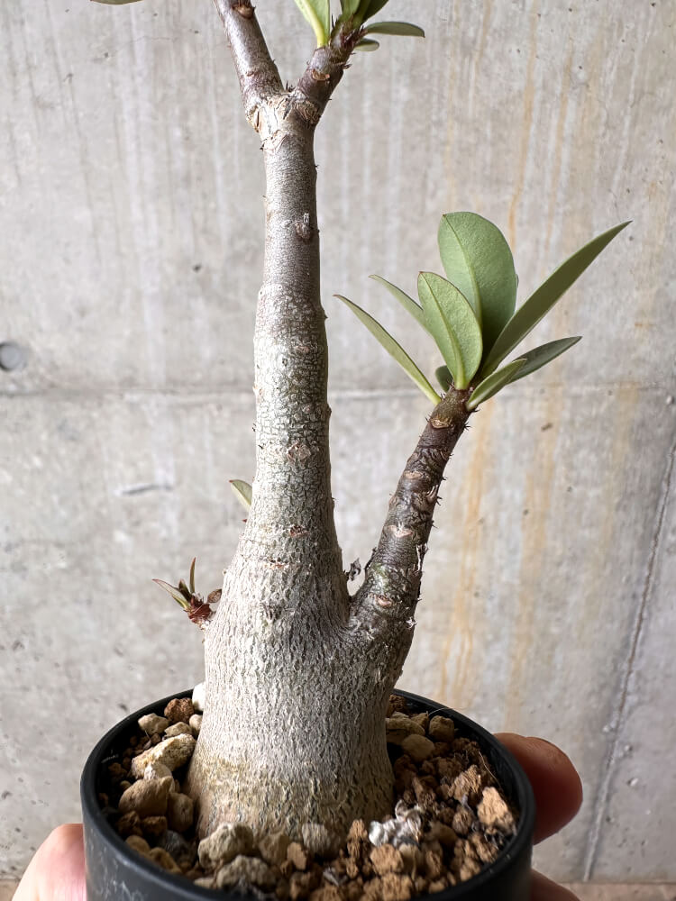 【現品限り】アデニウム・アラビカム【I7】 Adenium arabicum