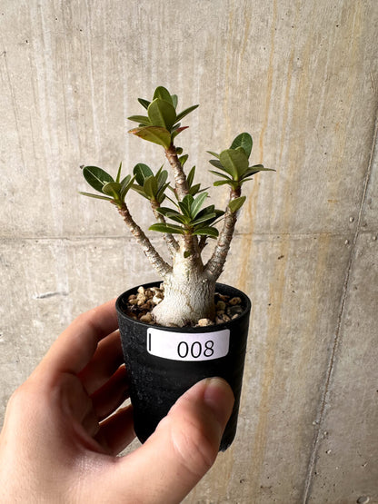 【現品限り】アデニウム・アラビカム【I8】 Adenium arabicum