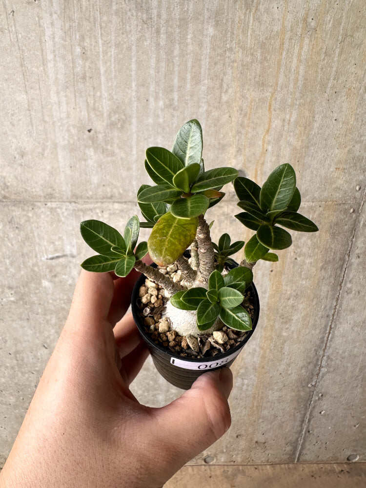 現品限り】アデニウム・アラビカム【I8】 Adenium arabicum 塊根植物
