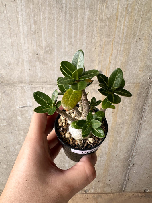 【現品限り】アデニウム・アラビカム【I8】 Adenium arabicum