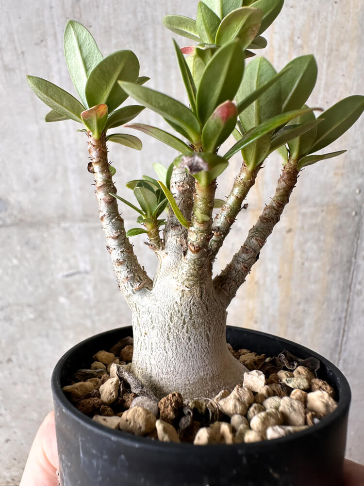 現品限り】アデニウム・アラビカム【I8】 Adenium arabicum 塊根植物