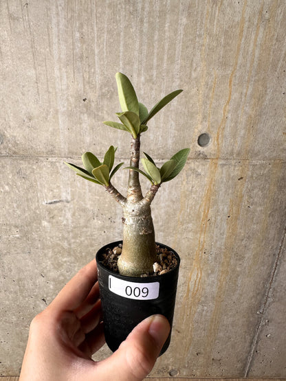 【現品限り】アデニウム・アラビカム【I9】 Adenium arabicum