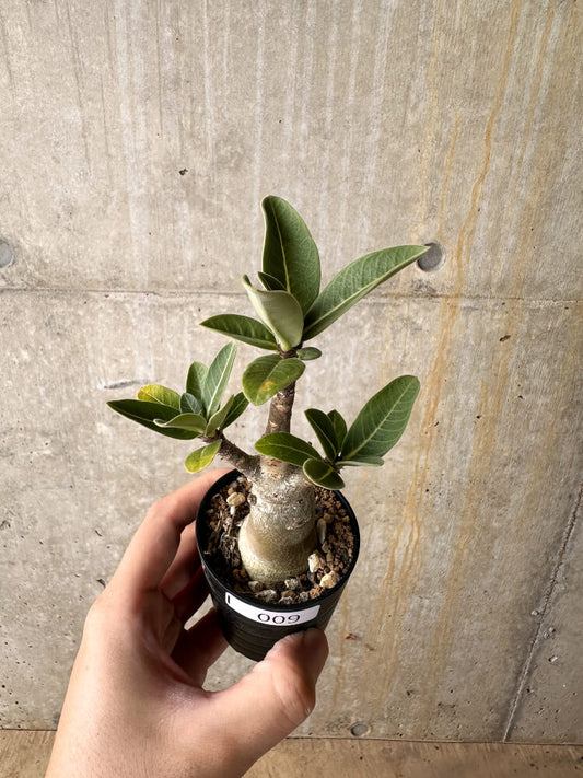 【現品限り】アデニウム・アラビカム【I9】 Adenium arabicum