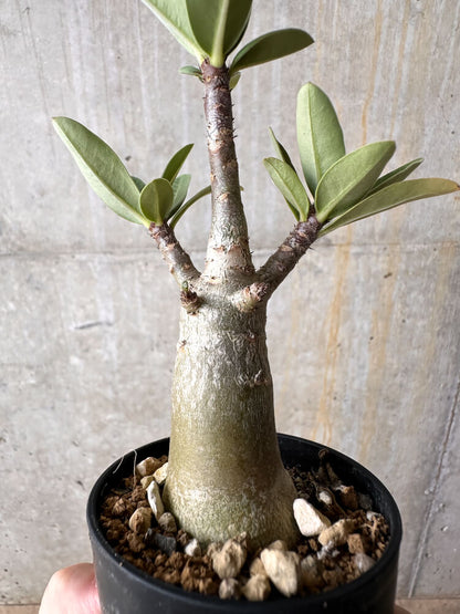 【現品限り】アデニウム・アラビカム【I9】 Adenium arabicum