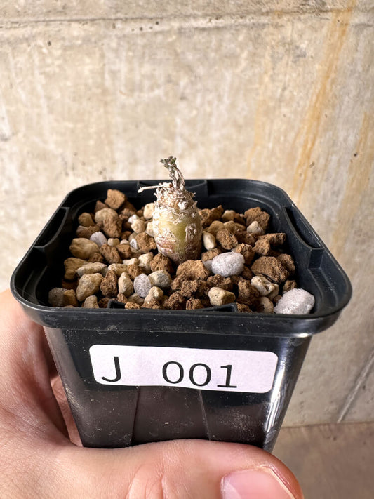 【現品限り】ペラルゴニウム【J1】 Pelargonium ferulaceum