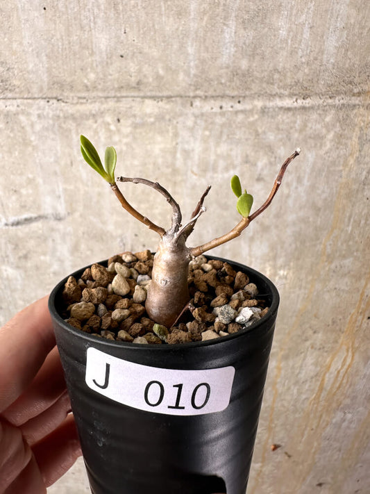 【現品限り】オトンナ・マクロスペルマ【J10】 Othonna macrosperma