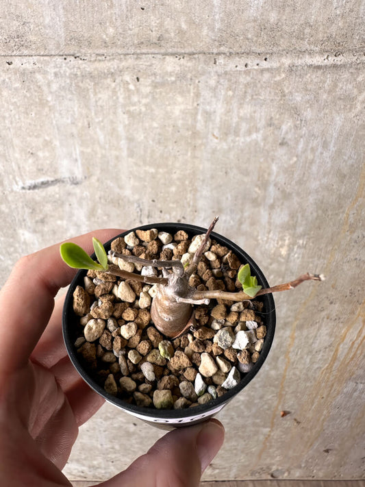 【現品限り】オトンナ・マクロスペルマ【J10】 Othonna macrosperma