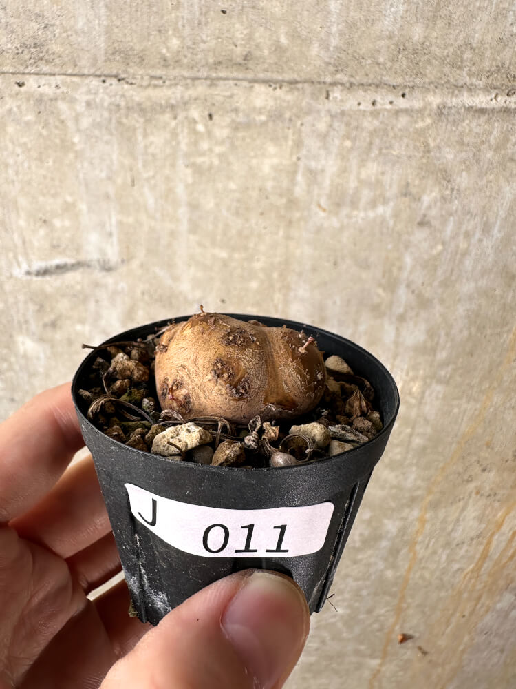 【現品限り】オトンナ・カカリオイデス 現地株 発根済み【J11】 Othonna cacalioides