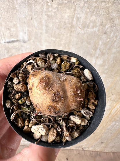 【現品限り】オトンナ・カカリオイデス 現地株 発根済み【J11】 Othonna cacalioides