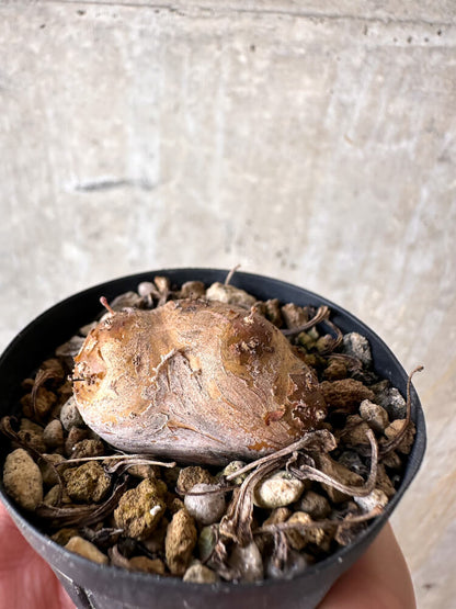 【現品限り】オトンナ・カカリオイデス 現地株 発根済み【J11】 Othonna cacalioides