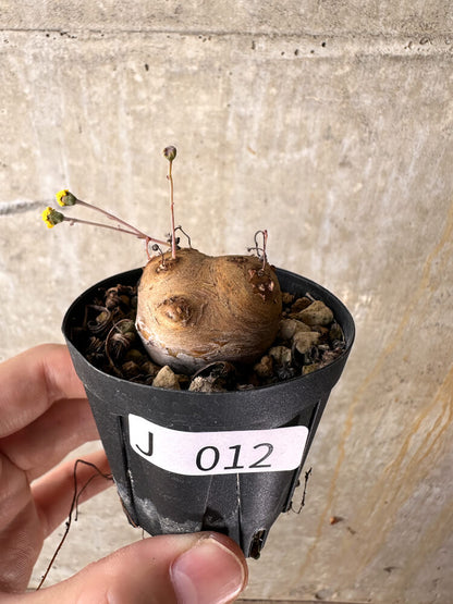 【現品限り】オトンナ・カカリオイデス 現地株 発根済み【J12】 Othonna cacalioides