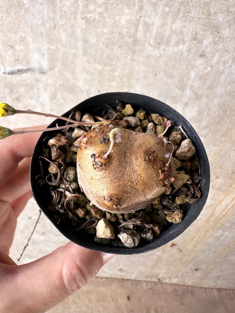 【現品限り】オトンナ・カカリオイデス 現地株 発根済み【J12】 Othonna cacalioides