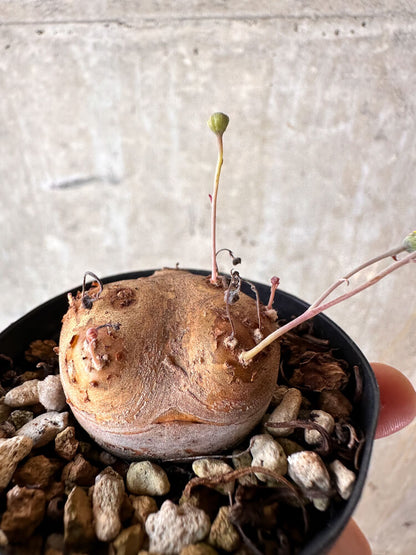 【現品限り】オトンナ・カカリオイデス 現地株 発根済み【J12】 Othonna cacalioides