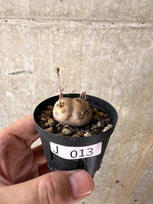 【現品限り】オトンナ・カカリオイデス 現地株 発根済み【J13】 Othonna cacalioides