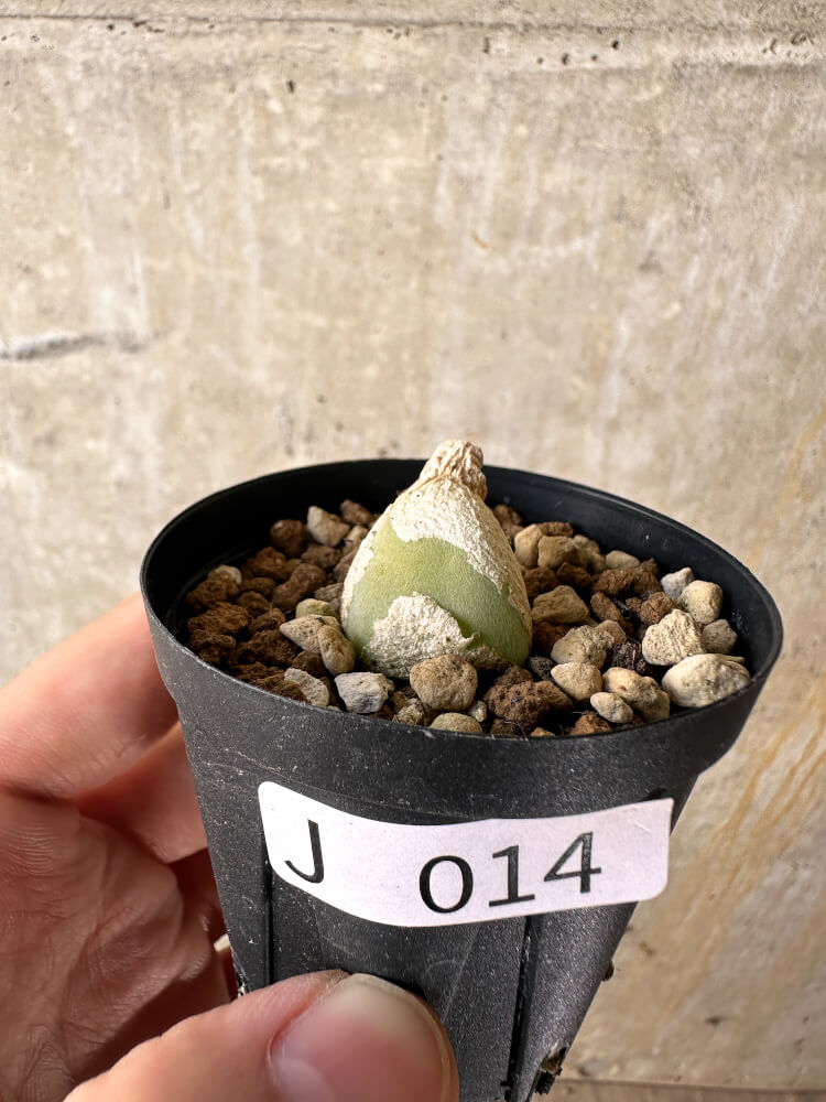 【現品限り】ムイリア・ホルテンセ【J14】 Muiria hortenseae