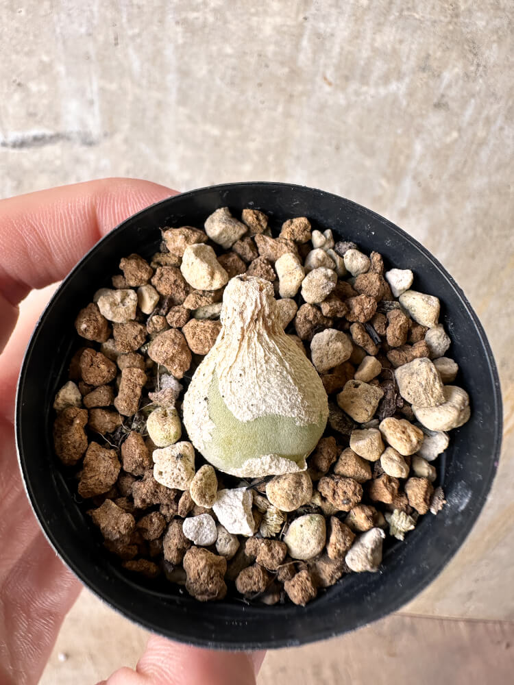 【現品限り】ムイリア・ホルテンセ【J14】 Muiria hortenseae