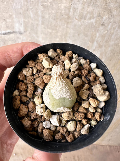 【現品限り】ムイリア・ホルテンセ【J14】 Muiria hortenseae