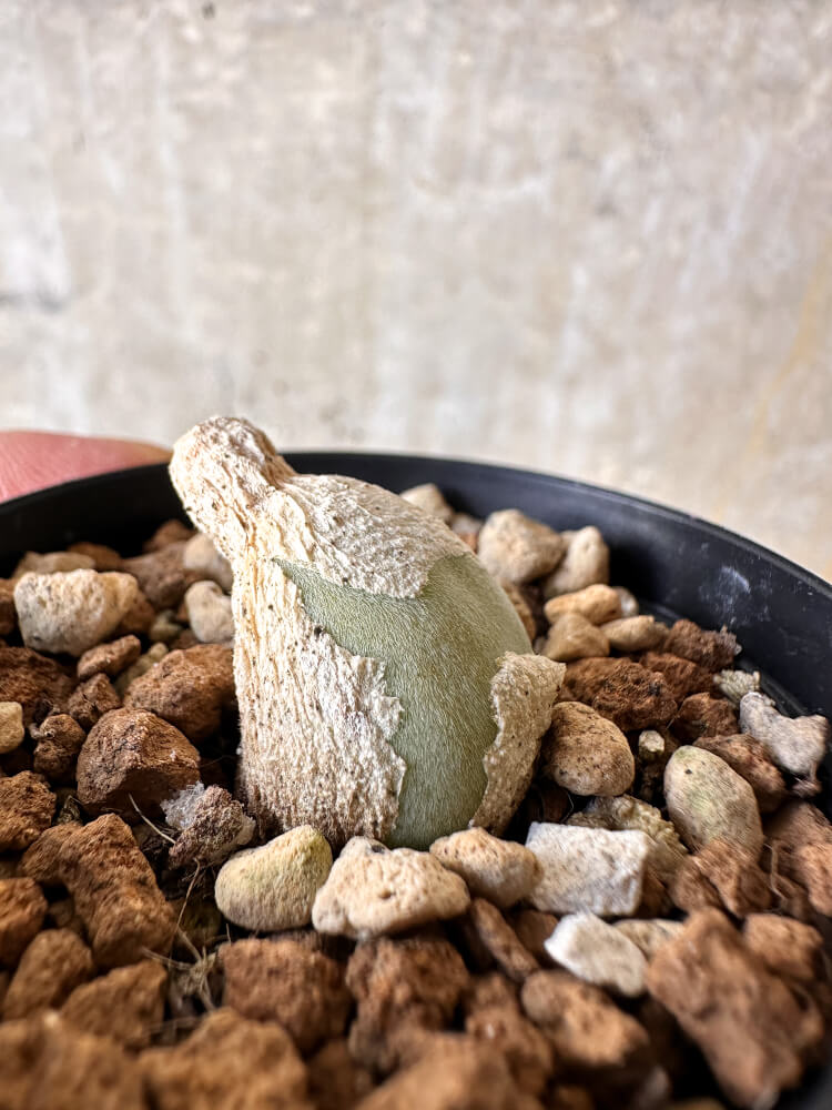 【現品限り】ムイリア・ホルテンセ【J14】 Muiria hortenseae