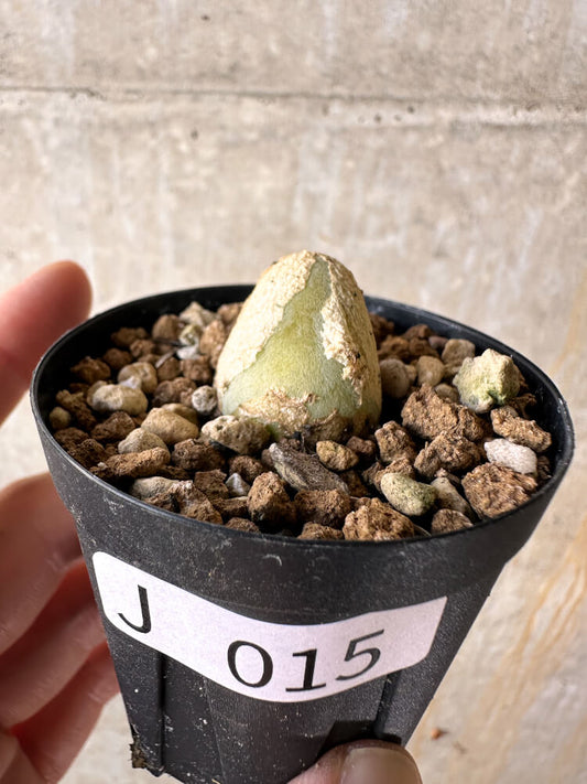 【現品限り】ムイリア・ホルテンセ【J15】 Muiria hortenseae