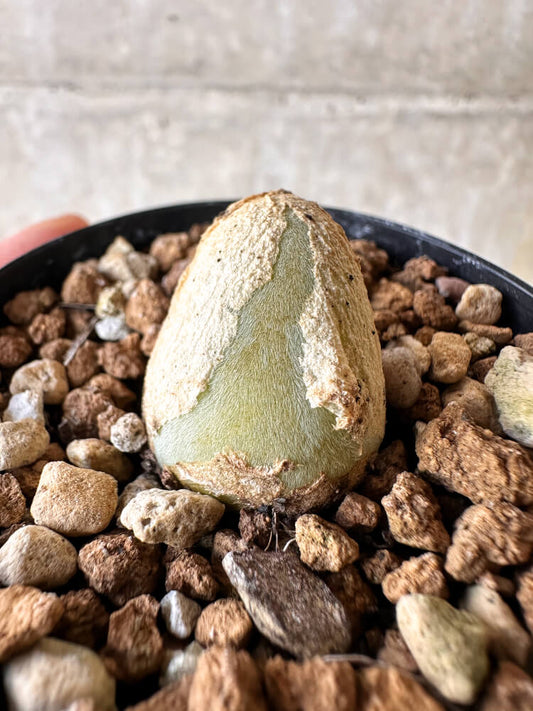 【現品限り】ムイリア・ホルテンセ【J15】 Muiria hortenseae