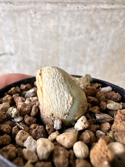 【現品限り】ムイリア・ホルテンセ【J15】 Muiria hortenseae