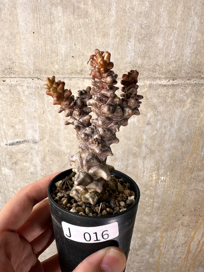 【現品限り】オトンナ・ヘレー 蛮鬼塔【J16】 Othonna herrei