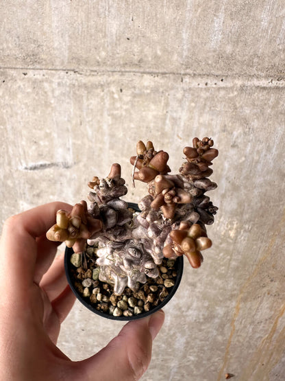 【現品限り】オトンナ・ヘレー 蛮鬼塔【J16】 Othonna herrei