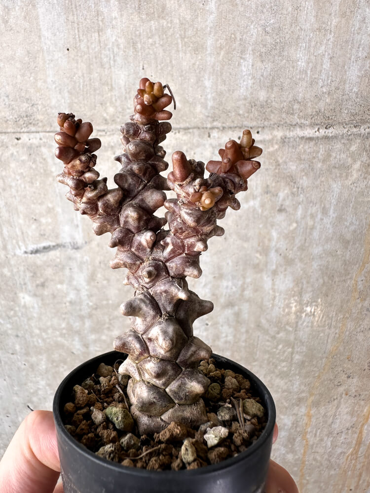 【現品限り】オトンナ・ヘレー 蛮鬼塔【J16】 Othonna herrei