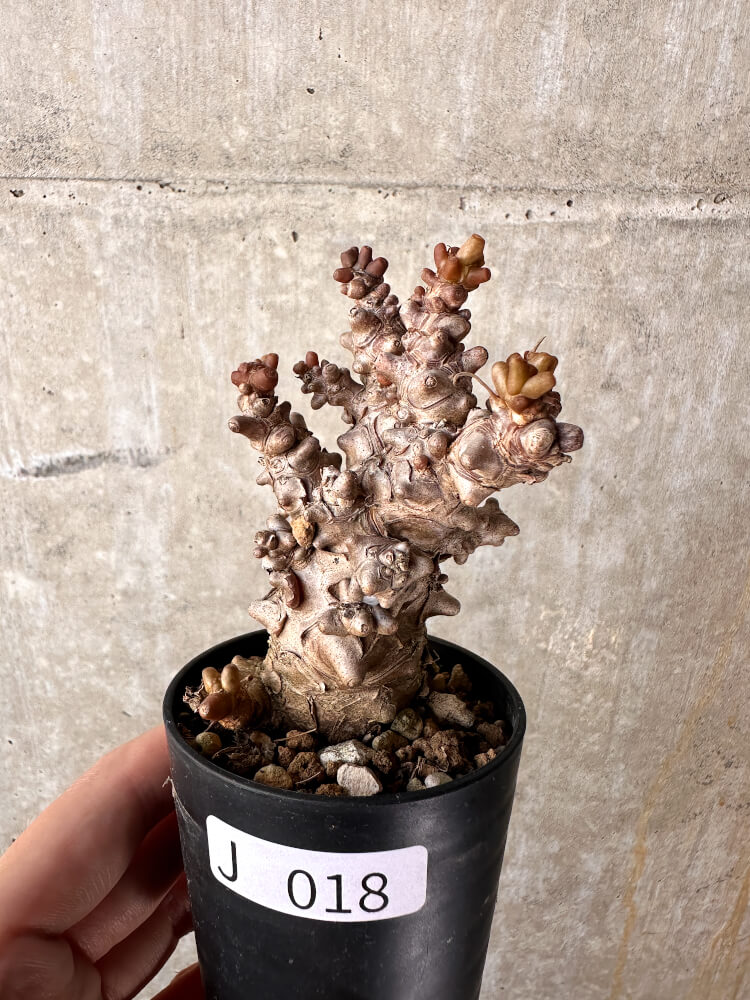 【現品限り】オトンナ・ヘレー 蛮鬼塔【J18】 Othonna herrei