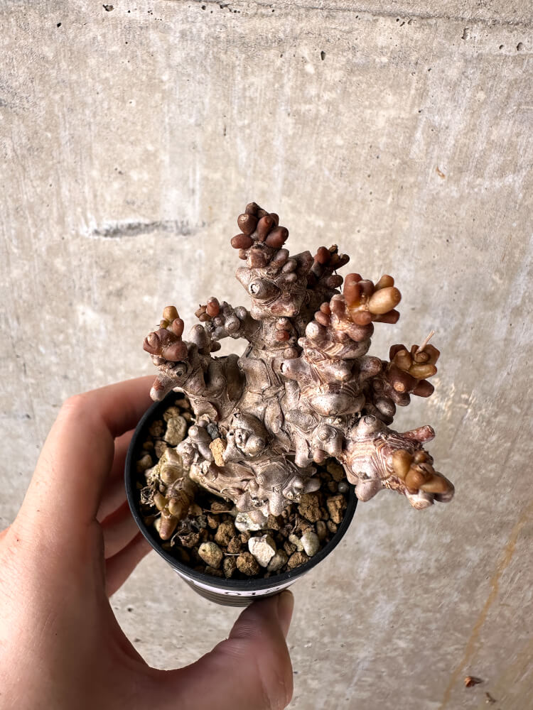 【現品限り】オトンナ・ヘレー 蛮鬼塔【J18】 Othonna herrei