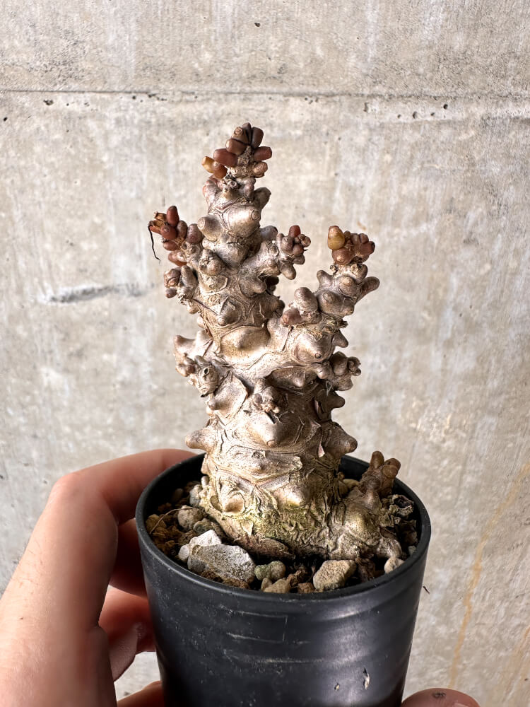 【現品限り】オトンナ・ヘレー 蛮鬼塔【J18】 Othonna herrei