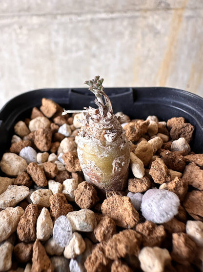 【現品限り】ペラルゴニウム【J1】 Pelargonium ferulaceum