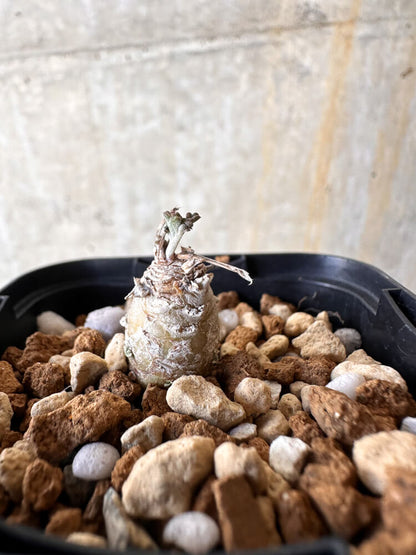 【現品限り】ペラルゴニウム【J1】 Pelargonium ferulaceum