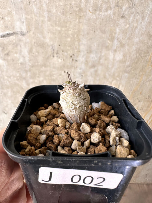 【現品限り】ペラルゴニウム【J2】 Pelargonium ferulaceum