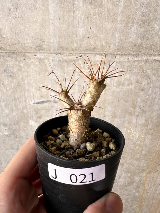 【現品限り】オトンナ・ユーフォルビオイデス【J21】 Othonna euphorbioides