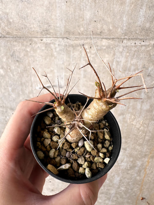 【現品限り】オトンナ・ユーフォルビオイデス【J21】 Othonna euphorbioides