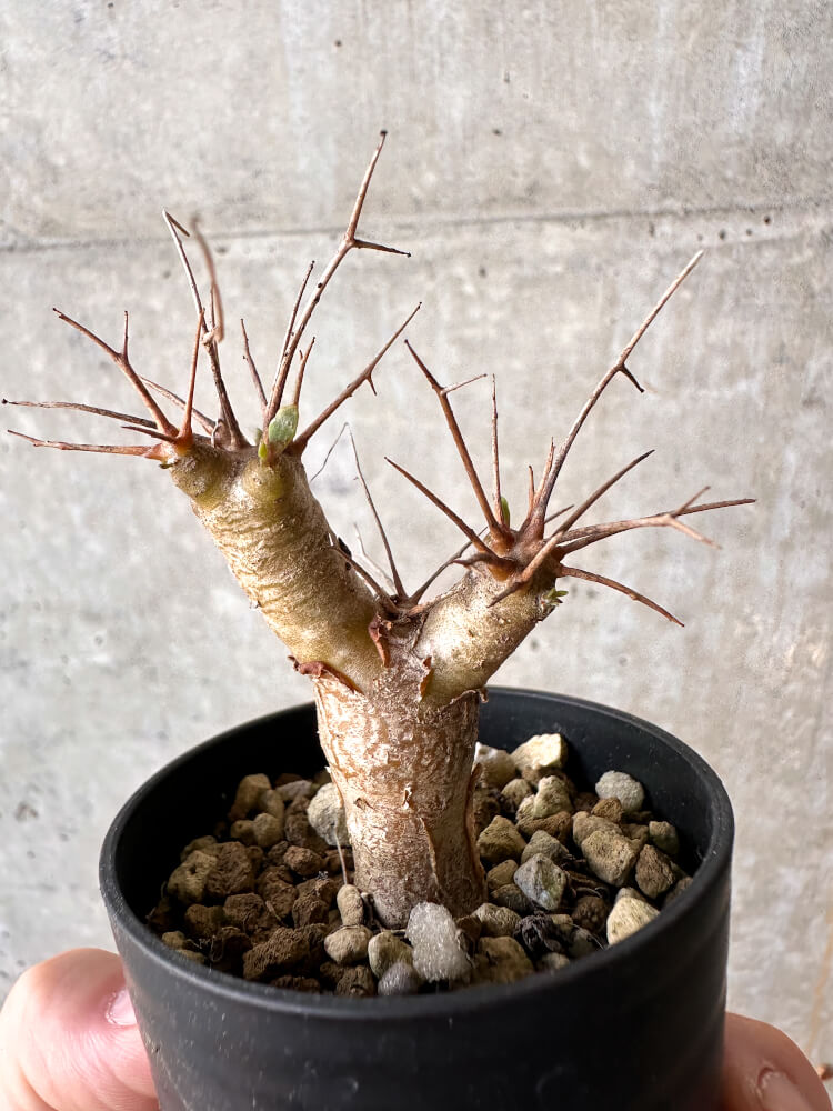 【現品限り】オトンナ・ユーフォルビオイデス【J21】 Othonna euphorbioides