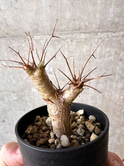 【現品限り】オトンナ・ユーフォルビオイデス【J21】 Othonna euphorbioides
