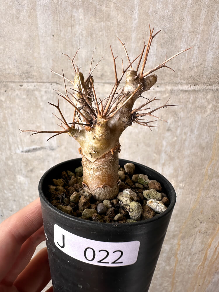 【現品限り】オトンナ・ユーフォルビオイデス【J22】 Othonna euphorbioides