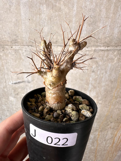 【現品限り】オトンナ・ユーフォルビオイデス【J22】 Othonna euphorbioides