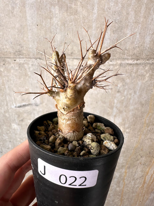 【現品限り】オトンナ・ユーフォルビオイデス【J22】 Othonna euphorbioides