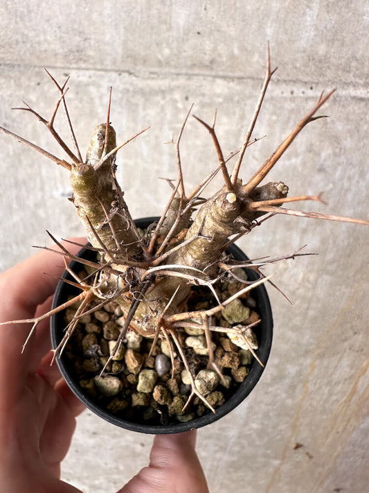 【現品限り】オトンナ・ユーフォルビオイデス【J22】 Othonna euphorbioides