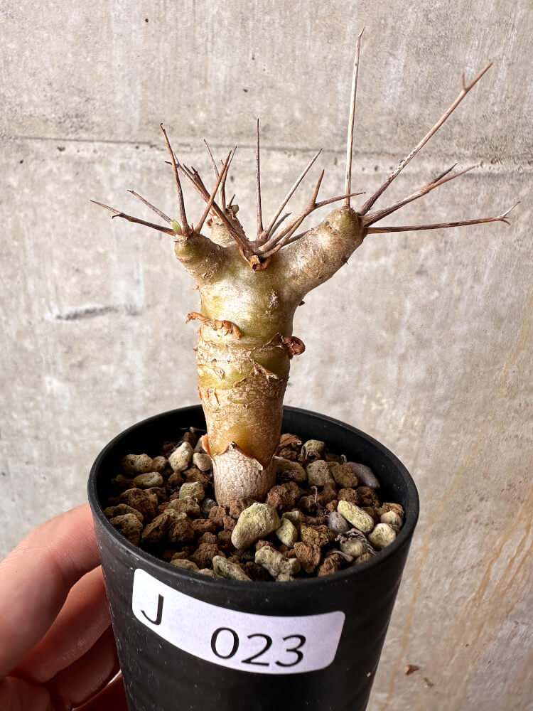【現品限り】オトンナ・ユーフォルビオイデス【J23】 Othonna euphorbioides