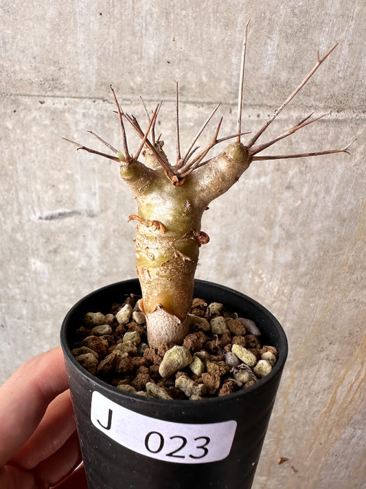 【現品限り】オトンナ・ユーフォルビオイデス【J23】 Othonna euphorbioides