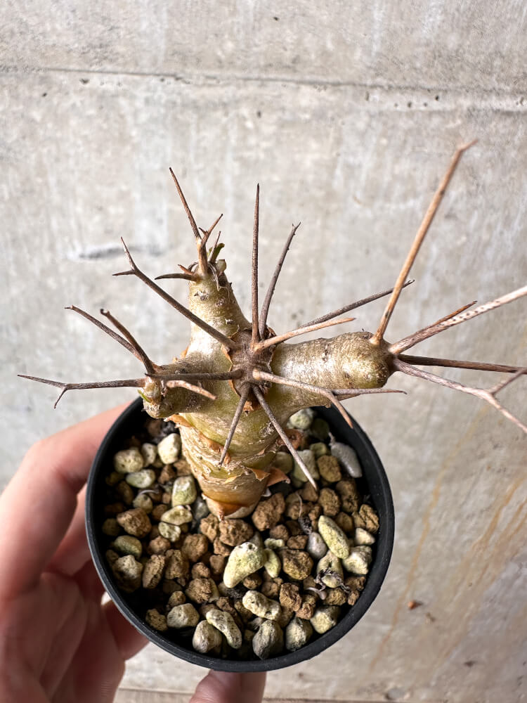 【現品限り】オトンナ・ユーフォルビオイデス【J23】 Othonna euphorbioides