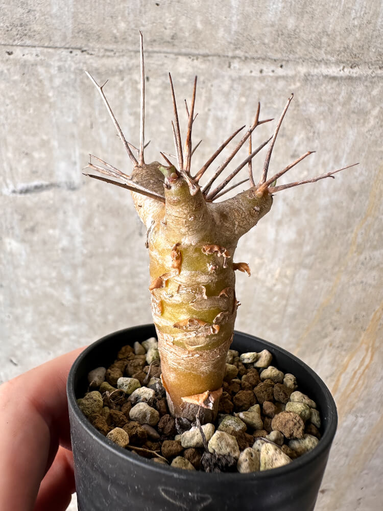 【現品限り】オトンナ・ユーフォルビオイデス【J23】 Othonna euphorbioides