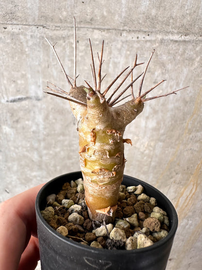 【現品限り】オトンナ・ユーフォルビオイデス【J23】 Othonna euphorbioides